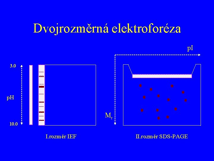 Dvojrozměrná elektroforéza p. I 3. 0 p. H Mr 10. 0 I. rozměr IEF