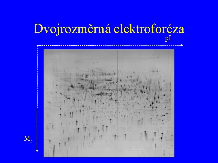 Dvojrozměrná elektroforéza p. I Mr 