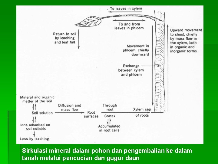 Sirkulasi mineral dalam pohon dan pengembalian ke dalam tanah melalui pencucian dan gugur daun