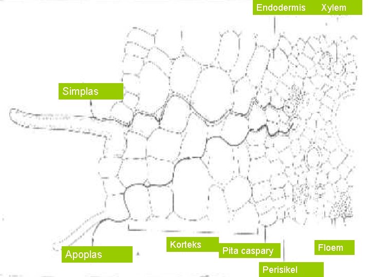 Endodermis Xylem Simplas Apoplas Korteks Pita caspary Perisikel Floem 