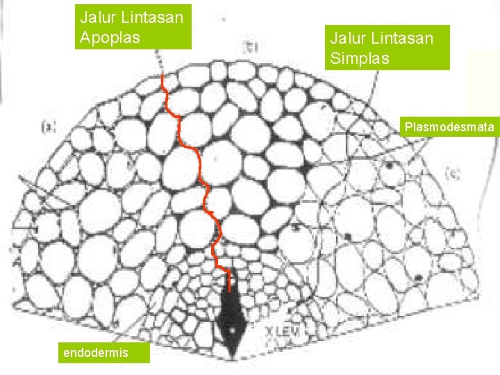 Jalur Lintasan Apoplas Jalur Lintasan Simplas Plasmodesmata endodermis 