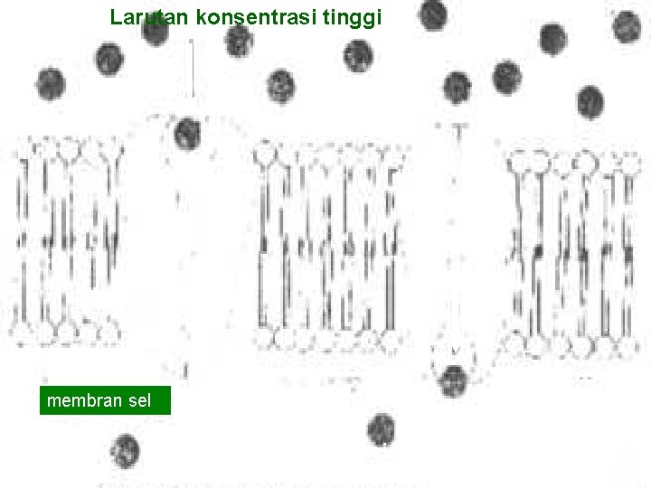 Larutan konsentrasi tinggi membran sel Larutan konsentrasi rendah Larutan konsentrasi tinggi membran sel Larutan konsentrasi rendah