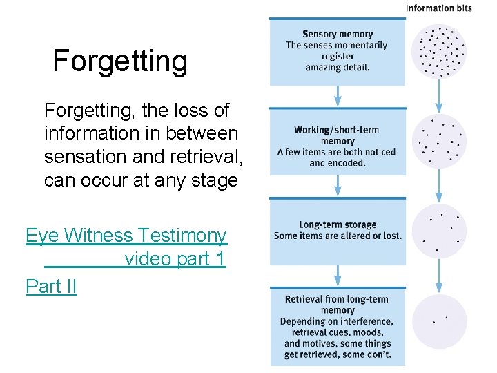 Forgetting, the loss of information in between sensation and retrieval, can occur at any