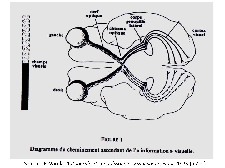 Neurophysiologie de la vision Source : F. Varela, Autonomie et connaissance – Essai sur