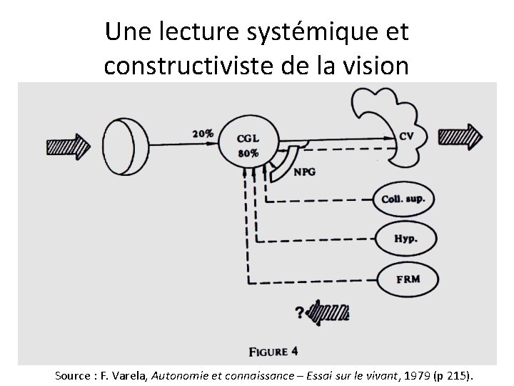 Une lecture systémique et constructiviste de la vision Source : F. Varela, Autonomie et