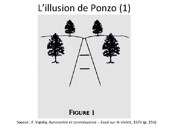 L’illusion de Ponzo (1) Source : F. Varela, Autonomie et connaissance – Essai sur