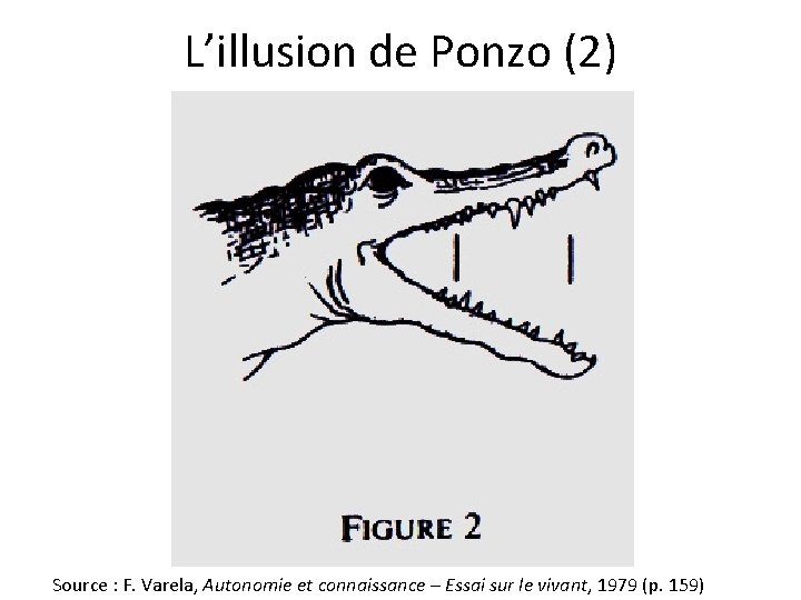 L’illusion de Ponzo (2) Source : F. Varela, Autonomie et connaissance – Essai sur