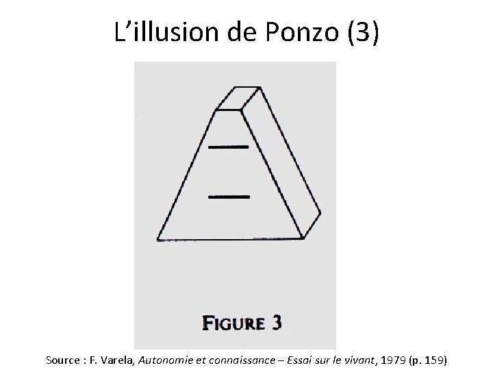 L’illusion de Ponzo (3) Source : F. Varela, Autonomie et connaissance – Essai sur