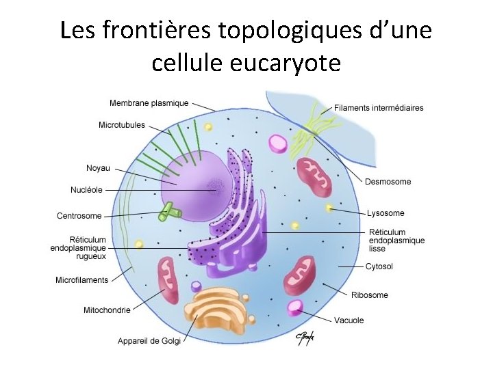 Les frontières topologiques d’une cellule eucaryote 