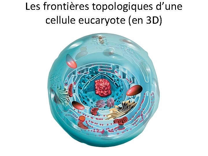 Les frontières topologiques d’une cellule eucaryote (en 3 D) 