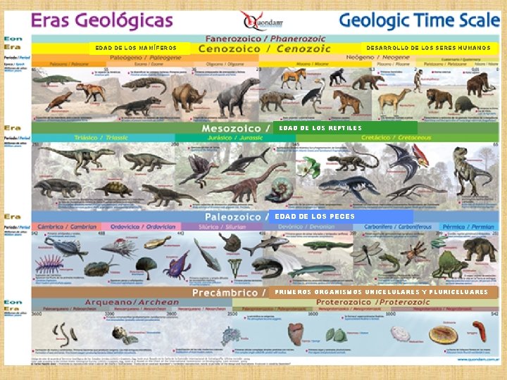 EDAD DE LOS MAMÍFEROS DESARROLLO DE LOS SERES HUMANOS EDAD DE LOS REPTILES EDAD