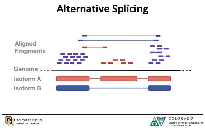 Alternative Splicing 