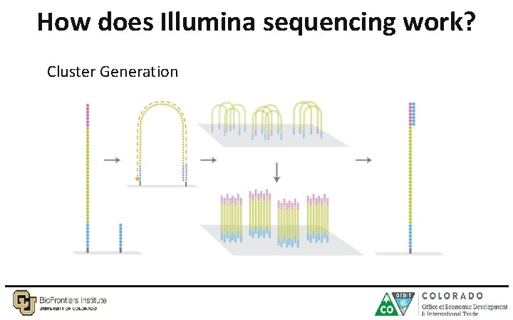 How does Illumina sequencing work? Cluster Generation 