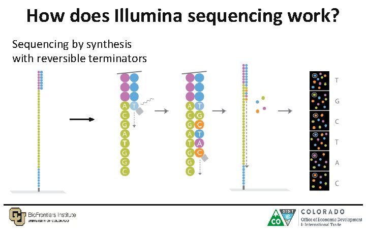 How does Illumina sequencing work? Sequencing by synthesis with reversible terminators 