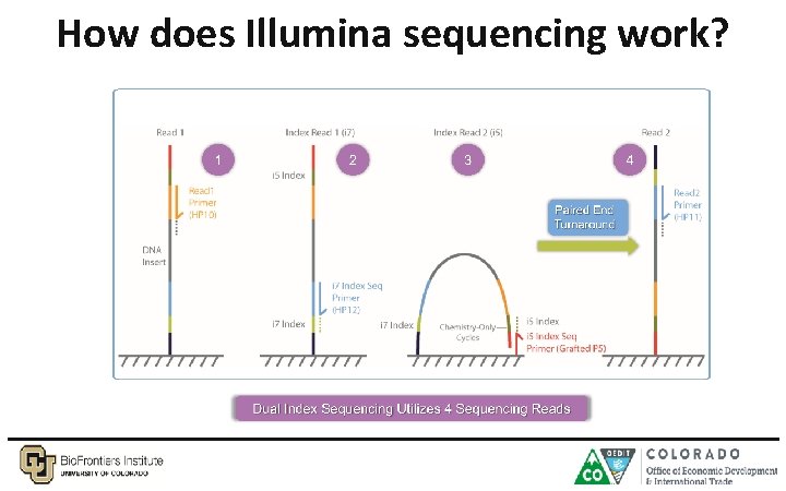 How does Illumina sequencing work? 