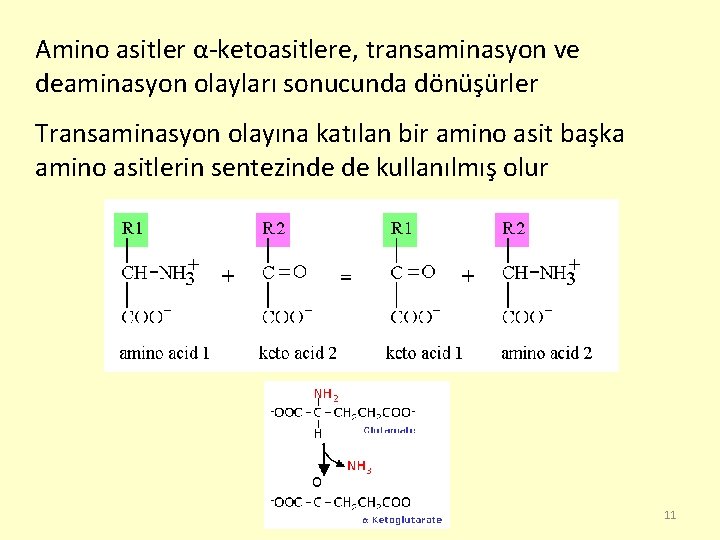 Amino asitler α-ketoasitlere, transaminasyon ve deaminasyon olayları sonucunda dönüşürler Transaminasyon olayına katılan bir amino