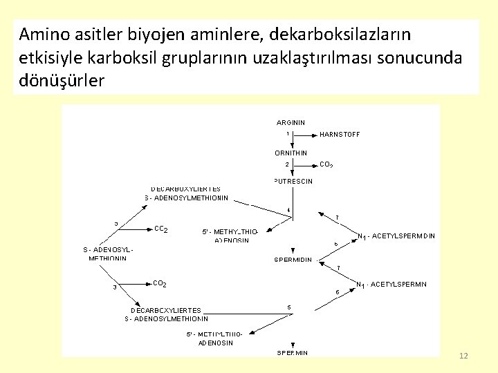 Amino asitler biyojen aminlere, dekarboksilazların etkisiyle karboksil gruplarının uzaklaştırılması sonucunda dönüşürler 12 