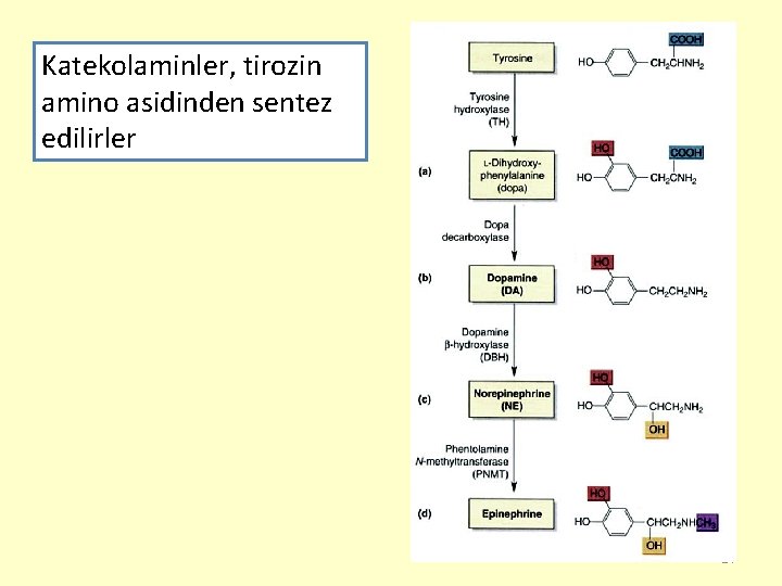 Katekolaminler, tirozin amino asidinden sentez edilirler 14 