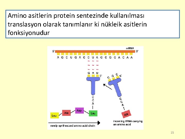 Amino asitlerin protein sentezinde kullanılması translasyon olarak tanımlanır ki nükleik asitlerin fonksiyonudur 15 