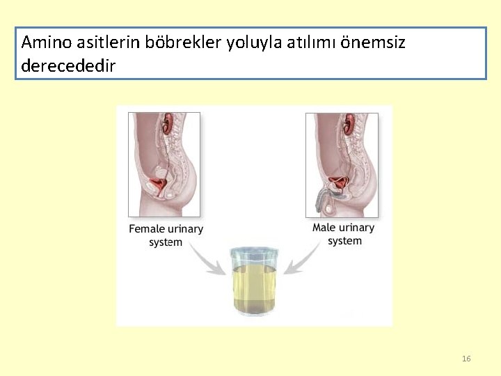 Amino asitlerin böbrekler yoluyla atılımı önemsiz derecededir 16 