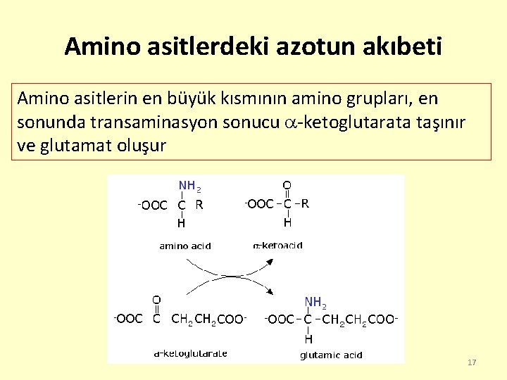 Amino asitlerdeki azotun akıbeti Amino asitlerin en büyük kısmının amino grupları, en sonunda transaminasyon