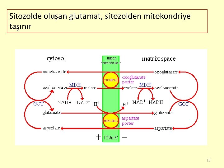 Sitozolde oluşan glutamat, sitozolden mitokondriye taşınır 18 