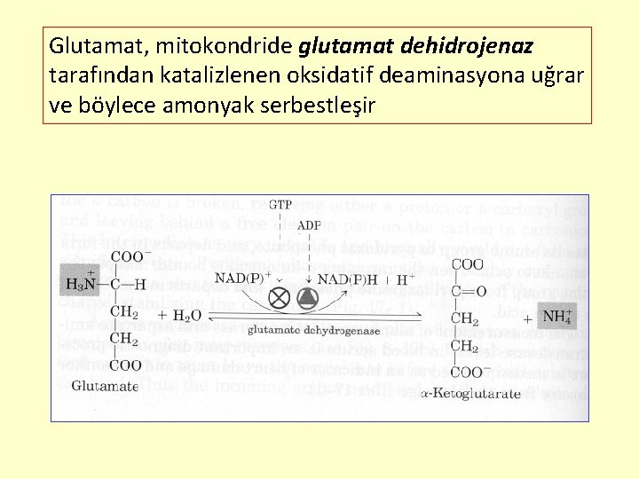 Glutamat, mitokondride glutamat dehidrojenaz tarafından katalizlenen oksidatif deaminasyona uğrar ve böylece amonyak serbestleşir 