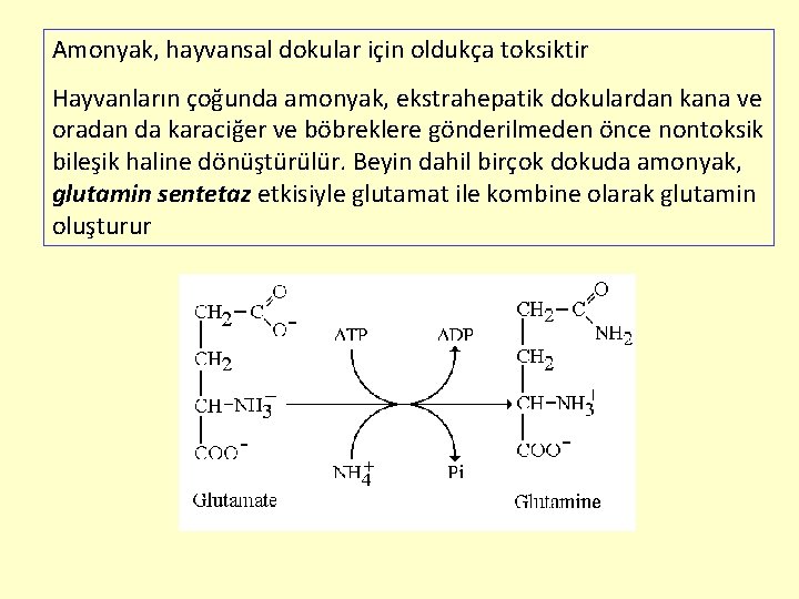 Amonyak, hayvansal dokular için oldukça toksiktir Hayvanların çoğunda amonyak, ekstrahepatik dokulardan kana ve oradan