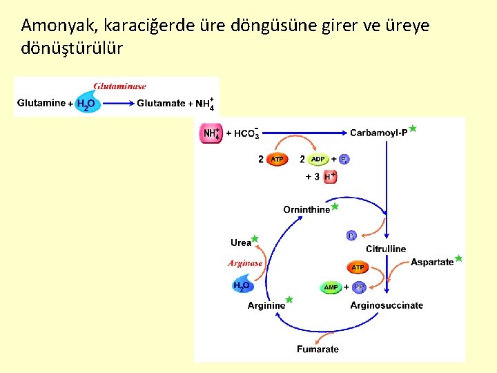 Amonyak, karaciğerde üre döngüsüne girer ve üreye dönüştürülür 