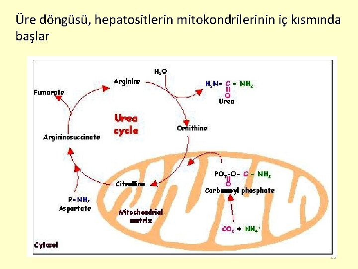 Üre döngüsü, hepatositlerin mitokondrilerinin iç kısmında başlar 23 