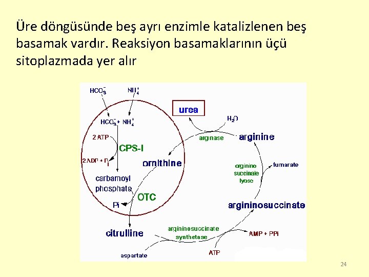 Üre döngüsünde beş ayrı enzimle katalizlenen beş basamak vardır. Reaksiyon basamaklarının üçü sitoplazmada yer