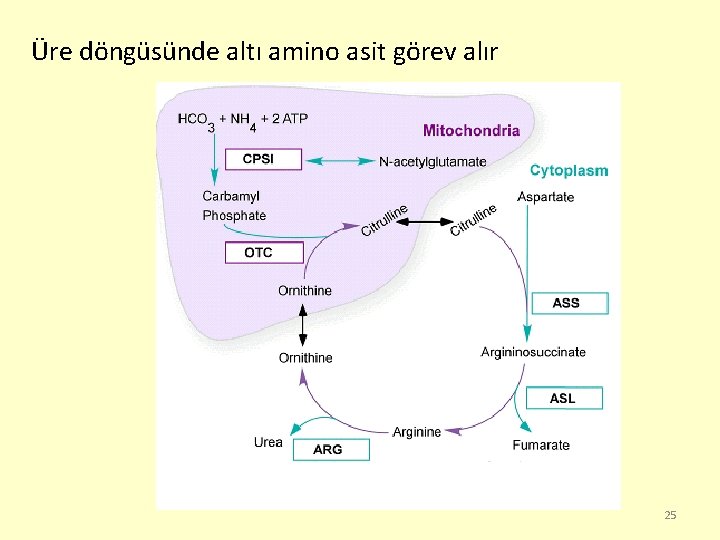 Üre döngüsünde altı amino asit görev alır 25 