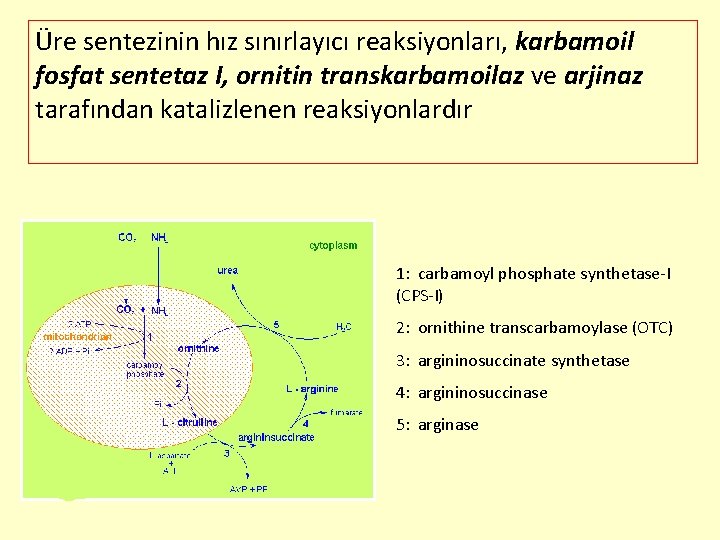 Üre sentezinin hız sınırlayıcı reaksiyonları, karbamoil fosfat sentetaz I, ornitin transkarbamoilaz ve arjinaz tarafından