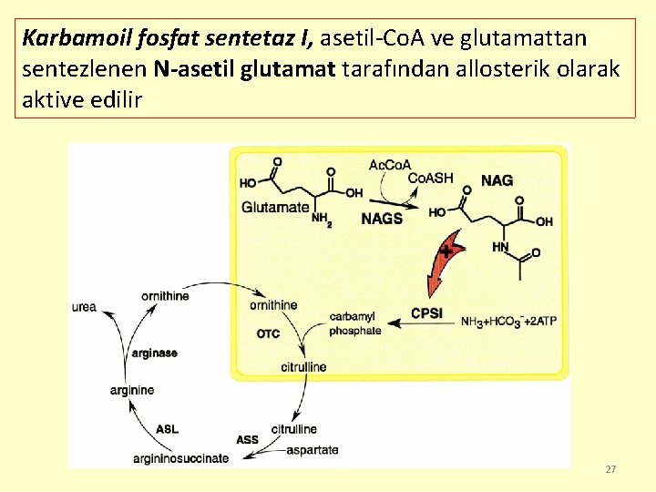 Karbamoil fosfat sentetaz I, asetil-Co. A ve glutamattan sentezlenen N-asetil glutamat tarafından allosterik olarak