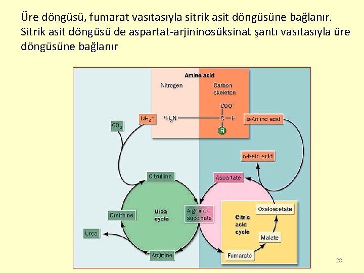 Üre döngüsü, fumarat vasıtasıyla sitrik asit döngüsüne bağlanır. Sitrik asit döngüsü de aspartat-arjininosüksinat şantı
