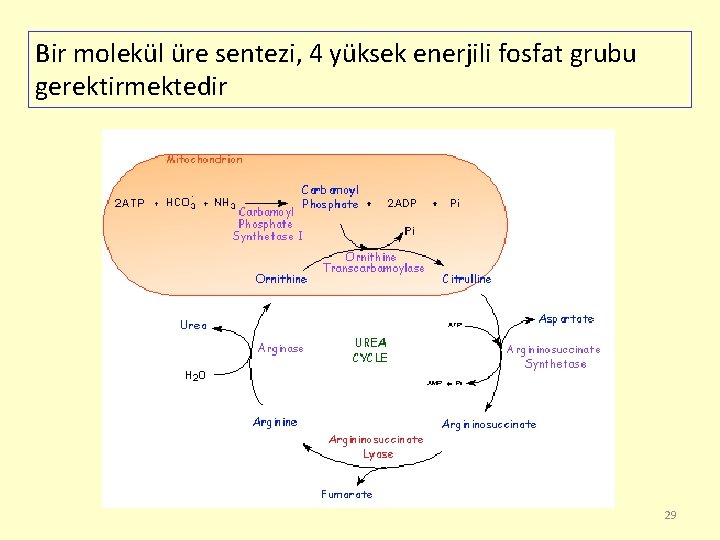 Bir molekül üre sentezi, 4 yüksek enerjili fosfat grubu gerektirmektedir 29 