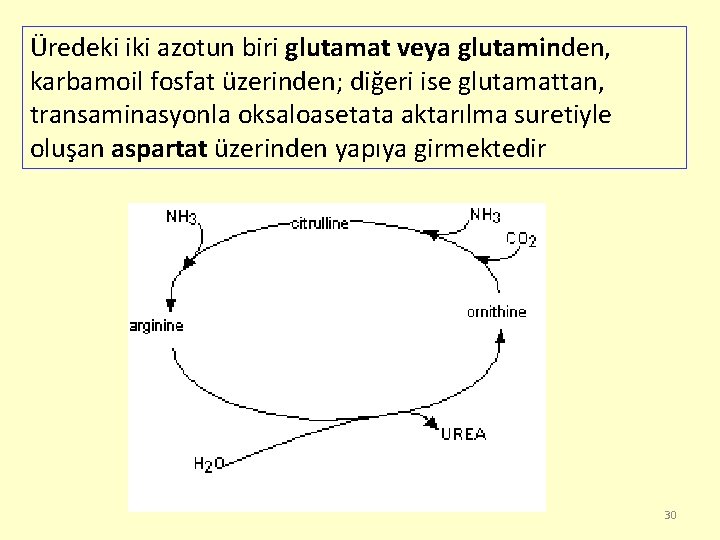 Üredeki iki azotun biri glutamat veya glutaminden, karbamoil fosfat üzerinden; diğeri ise glutamattan, transaminasyonla