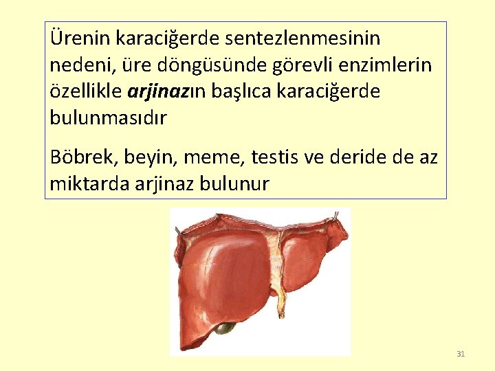 Ürenin karaciğerde sentezlenmesinin nedeni, üre döngüsünde görevli enzimlerin özellikle arjinazın başlıca karaciğerde bulunmasıdır Böbrek,