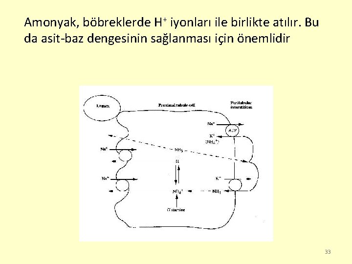 Amonyak, böbreklerde H+ iyonları ile birlikte atılır. Bu da asit-baz dengesinin sağlanması için önemlidir