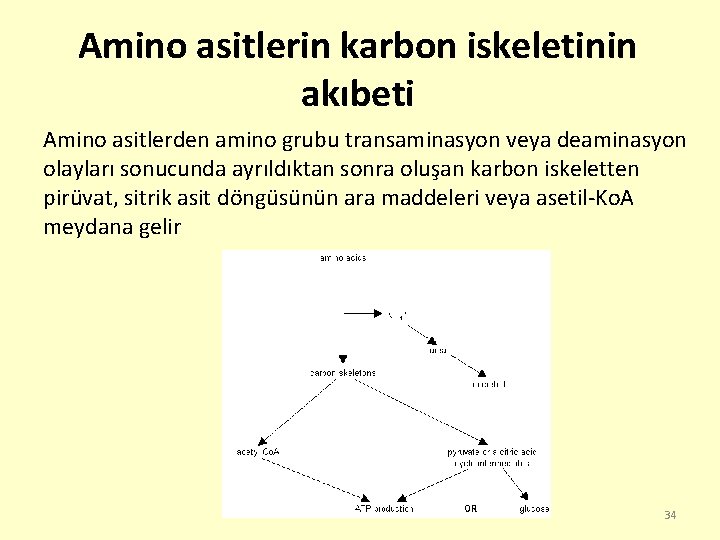 Amino asitlerin karbon iskeletinin akıbeti Amino asitlerden amino grubu transaminasyon veya deaminasyon olayları sonucunda