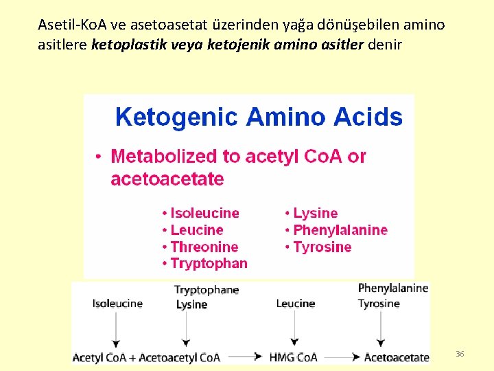 Asetil-Ko. A ve asetoasetat üzerinden yağa dönüşebilen amino asitlere ketoplastik veya ketojenik amino asitler