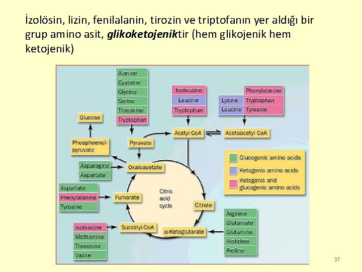 İzolösin, lizin, fenilalanin, tirozin ve triptofanın yer aldığı bir grup amino asit, glikoketojeniktir (hem