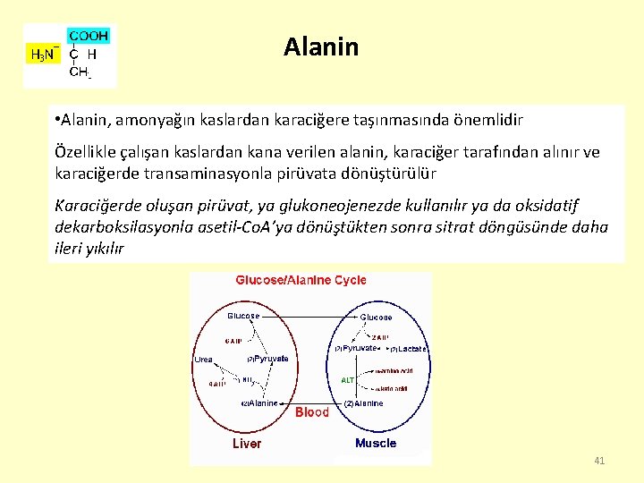 Alanin • Alanin, amonyağın kaslardan karaciğere taşınmasında önemlidir Özellikle çalışan kaslardan kana verilen alanin,