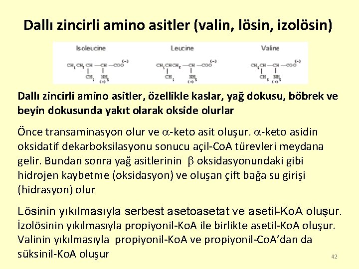 Dallı zincirli amino asitler (valin, lösin, izolösin) Dallı zincirli amino asitler, özellikle kaslar, yağ