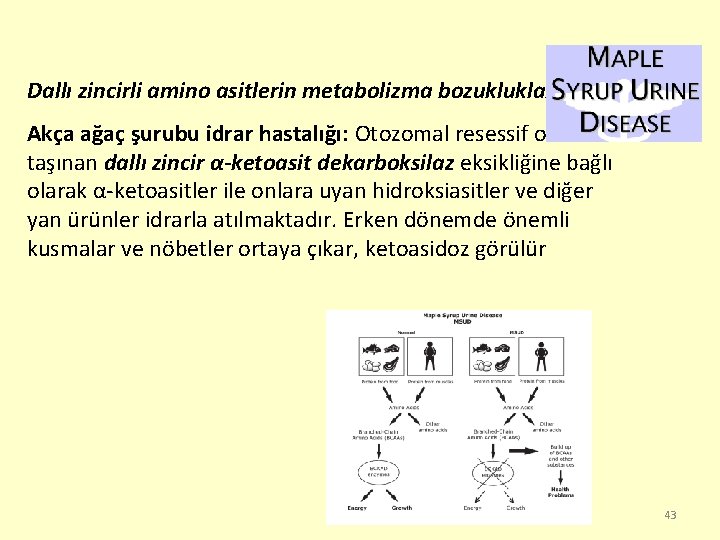 Dallı zincirli amino asitlerin metabolizma bozuklukları: Akça ağaç şurubu idrar hastalığı: Otozomal resessif olarak
