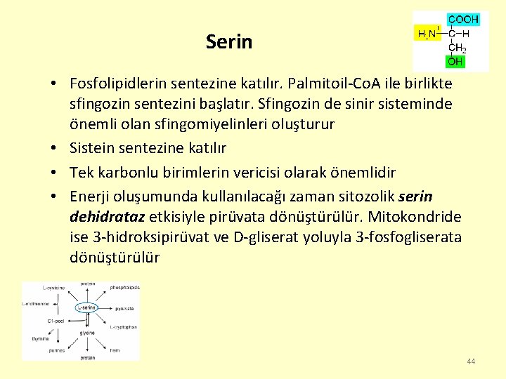 Serin • Fosfolipidlerin sentezine katılır. Palmitoil-Co. A ile birlikte sfingozin sentezini başlatır. Sfingozin de