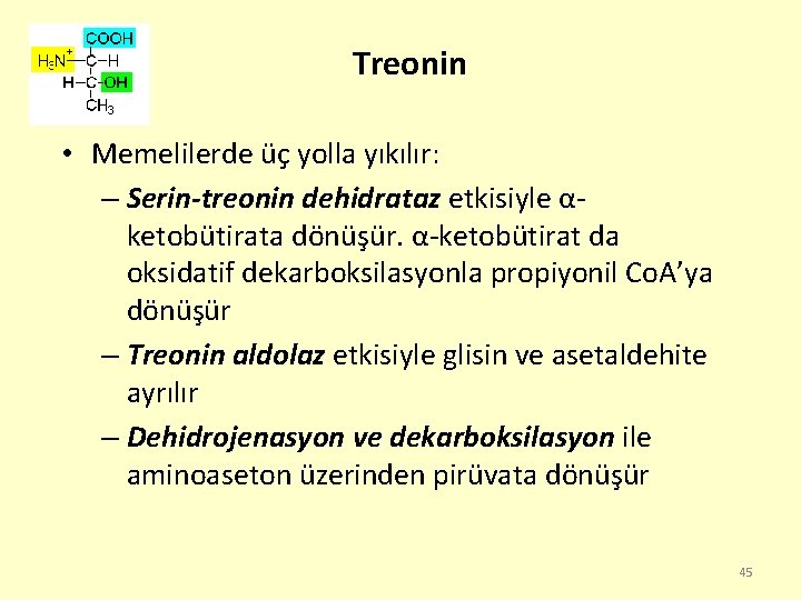 Treonin • Memelilerde üç yolla yıkılır: – Serin-treonin dehidrataz etkisiyle αketobütirata dönüşür. α-ketobütirat da