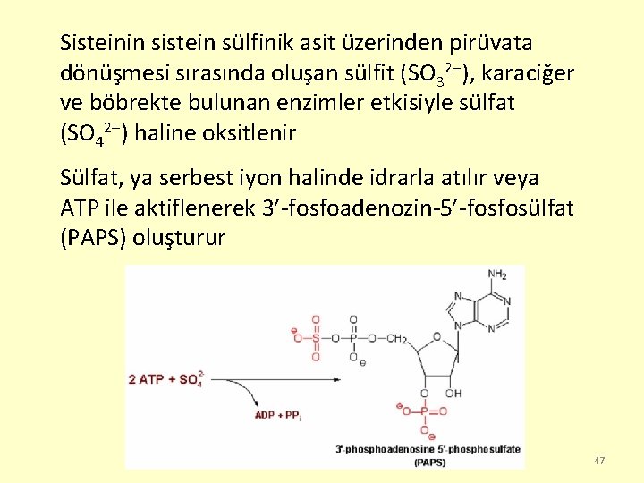 Sisteinin sistein sülfinik asit üzerinden pirüvata dönüşmesi sırasında oluşan sülfit (SO 32 ), karaciğer
