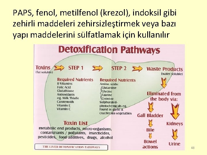 PAPS, fenol, metilfenol (krezol), indoksil gibi zehirli maddeleri zehirsizleştirmek veya bazı yapı maddelerini sülfatlamak