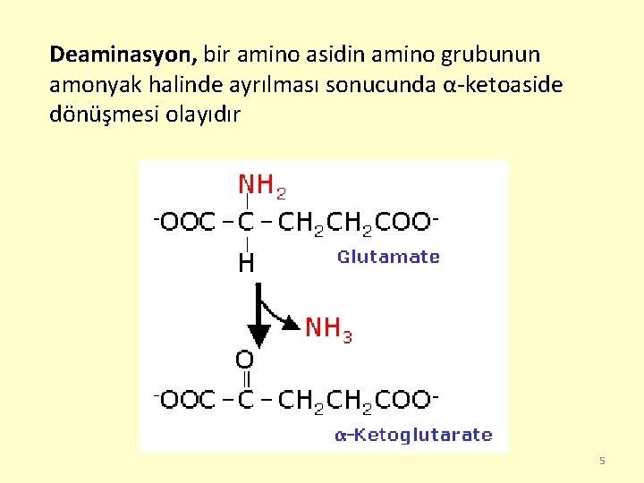 Deaminasyon, bir amino asidin amino grubunun amonyak halinde ayrılması sonucunda α-ketoaside dönüşmesi olayıdır 5